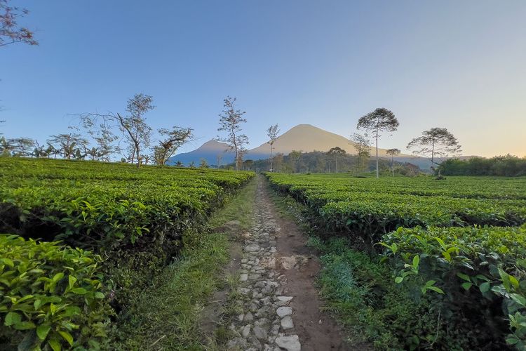 Kondisi Jalur Pendakian Gunung Lemah Wonosobo, Awas Ada Tanjakan Terjal