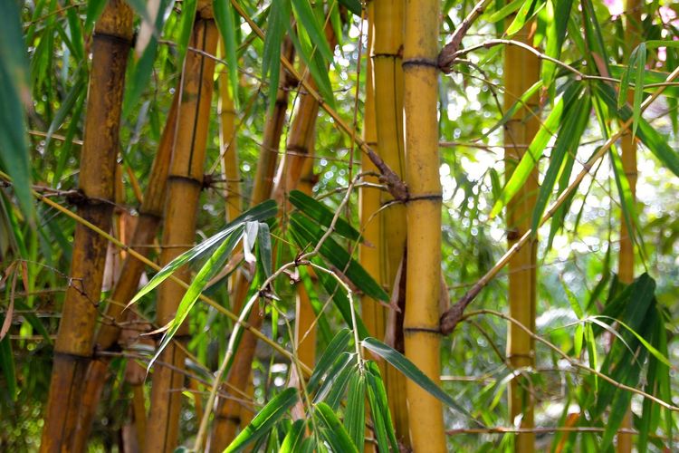 Ilustrasi bambu kuning.