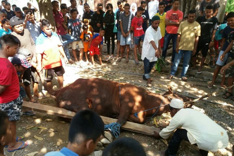 Sapi seberat satu ton pemberian Presiden Jokowi saat akan disembelih oleh warga Kelurahan Solor, Kecamatan Kota Lama, Kota Kupang, Nusa Tenggara Timur (NTT), Jumat (1/9/2017)