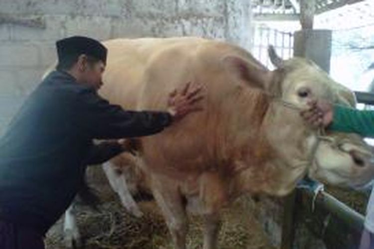 Yasmudi (58) sedang memijat sapi milik peternak di Desa Gulon, Kecamatan Salam, Kabupaten Magelang Jawa Tengah, Sabtu (19/9/2015).
