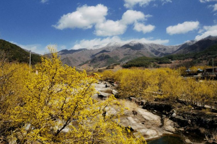 Gurye Sansuyu Festival, berlokasi di area resor sumber mata air panas Gunung Jirisan, Korea Selatan.