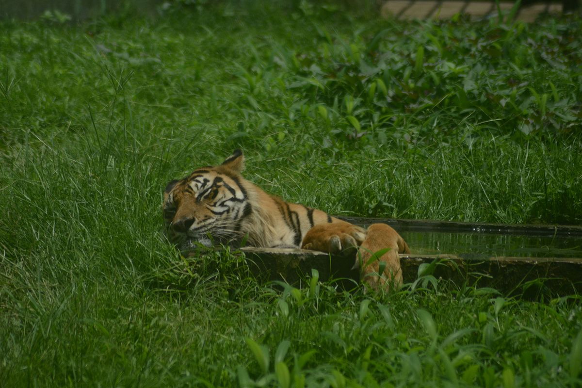 Ilustrasi harimau sumatera. 