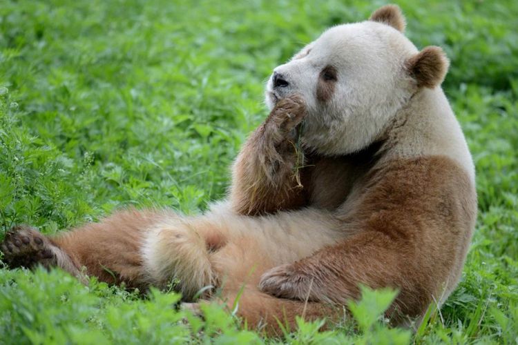 Panda Qinling, spesies panda raksasa China. Kerangka panda raksasa ini ditemukan di makam kerajaan China kuno.