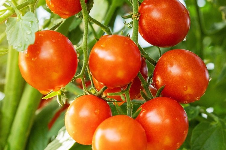 Ilustrasi tanaman tomat, menanam tomat.