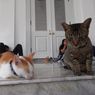 Mengenal Kucing-kucing di Balai Kota DKI, Diberi Nama Gubernur-gubernur Jakarta