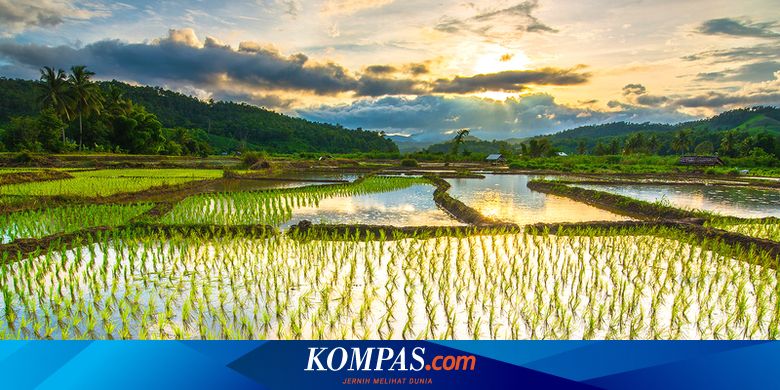 Kementrian Pertanian Indonesia tantangan kerja pangan nasional