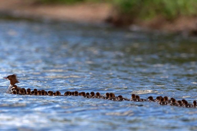 Ilustrasi Bebek Merganser mengasuh 76 anakan