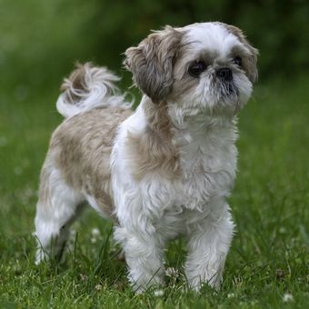 Ilustrasi anjing Shih tzu.