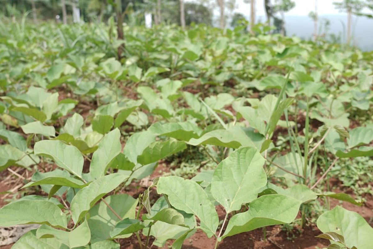 Tanaman kacang koro pedang di Sumedang, Jawa Barat.