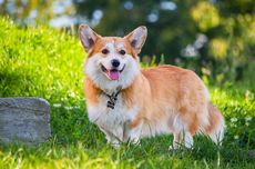 7 Fakta Menarik Anjing Corgi, Si Kecil Kesayangan Ratu Elizabeth II