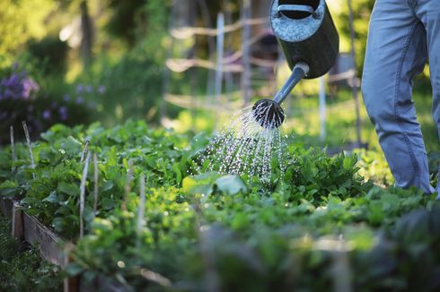 7 Kesalahan Menyiram Tanaman Sayur yang Dapat Merusak Kebun