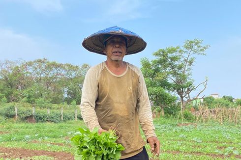 Curhat Petani di Kembangan, Sawah Kebanjiran Saat Kali Meluap, Ujungnya Gagal Panen