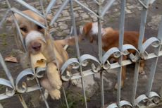 Warga Semarang Dipolisikan karena Lakban Mulut Anjing hingga Mati