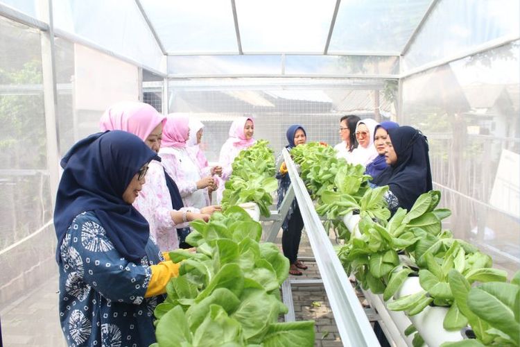Kegiatan pengelolaan urban farming oleh ibu-ibu melalui program BRI Peduli BRInita.