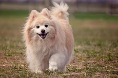 6 Mitos Bahasa Tubuh Anjing yang Tidak Perlu Dipercaya