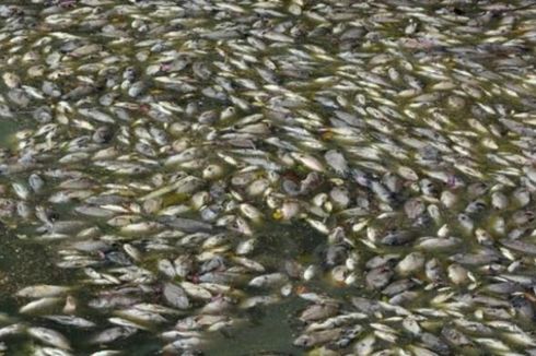 Tanggul Jebol, 100 Ton Ikan Mati di Musi Rawas