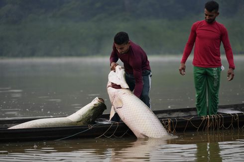 Apakah Ikan Arapaima Bisa Dimakan?