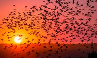 Jalur Migrasi Burung: Pengertian, Rute, dan Peran Indonesia dalam Flyway Asia