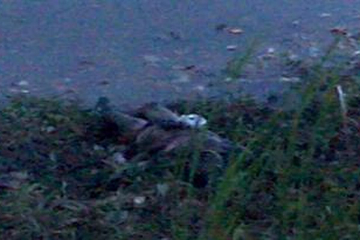 Ilustrasi Foto Mayat Identitas yang ditemukan di Banjir Kanal Timur (BKT) Menteng Ujung Cakung, Jakarta Timur