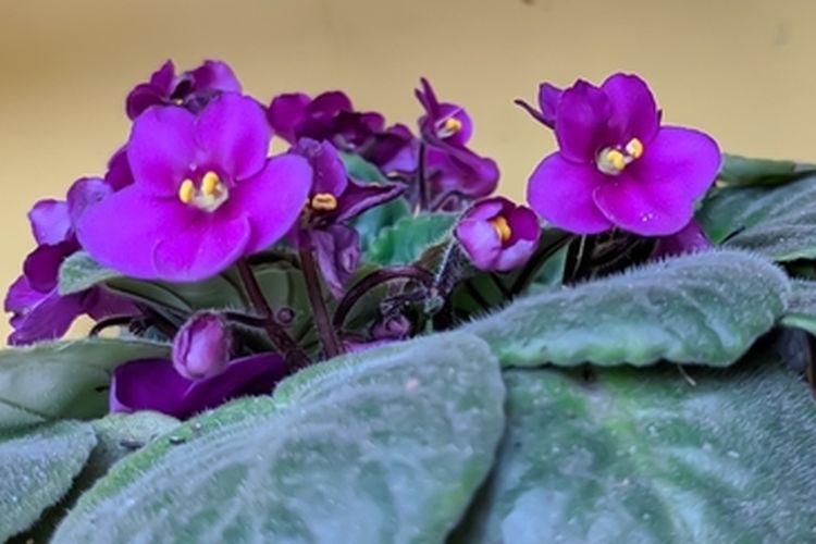 Ilustrasi bunga violet afrika, tanaman hias dalam ruangan