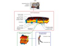 Komponen Utama Membran Sel