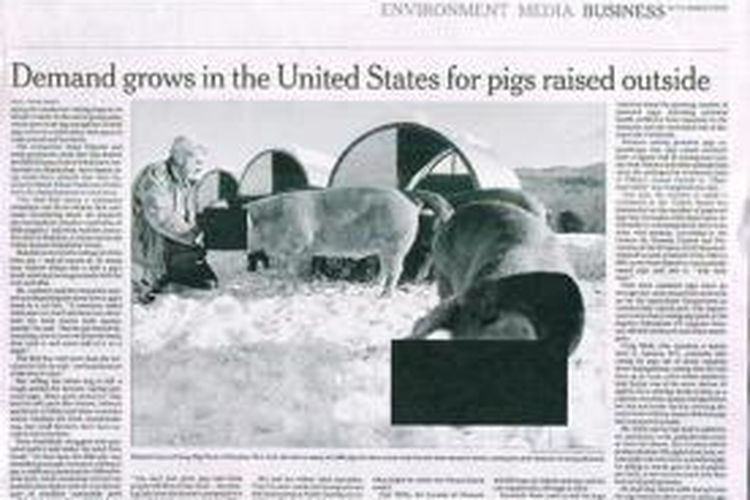 Foto-foto babi yang dimuat harian The New York Times edisi internasional yang terbit di Malaysia semuanya dihitamkan alias disensor.