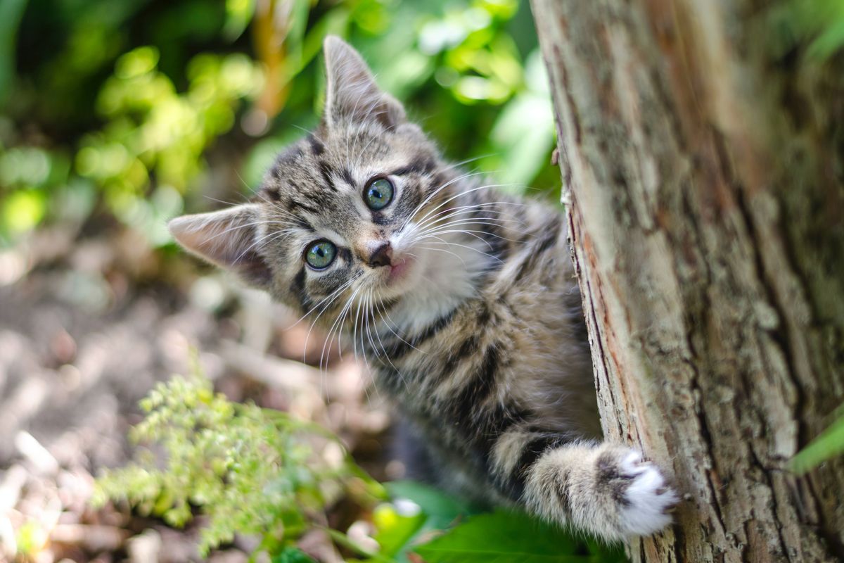 Memanjat tempat-tempat tinggi adalah naluri kucing untuk mengintai musuh dan bersembunyi dari hewan-hewan lain.