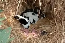 Bayi Baru Lahir Dibuang di Ladang Ditemukan Hidup Berkat Anak Anjing