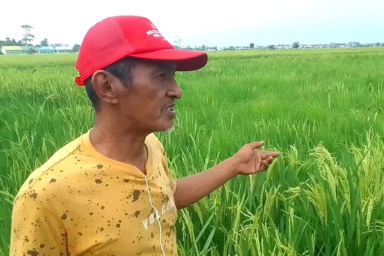 3.048 Hektare Sawah di Luwu Terancam Kekeringan, Petani Balo-Balo Berjuang Selamatkan Padi