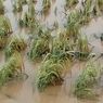 Ratusan Hektar Padi Sawah Terendam Banjir, Petani Salu Battang Palopo Terancam Gagal Panen