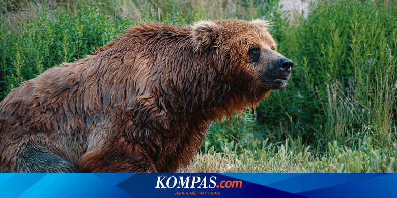 Warga Jepang Ramai-ramai Berburu Kuliner Daging Beruang di Tengah Teror Maut

Baca selengkapnya: 

_RKD #jepang #daging #beruang