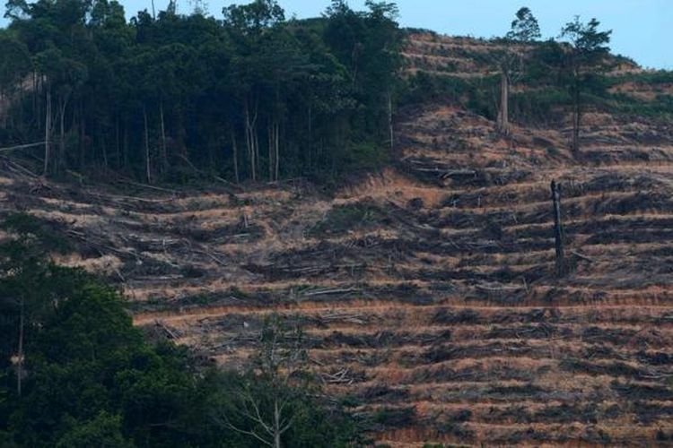 Pembukaan lahan hutan untuk dijadikan perkebunan kelapa sawit di Kabupaten Kutai Kartanegara, Kalimantan Timur, Kamis (3/10/2014). Selain pertambangan, pembukaan hutan untuk perkebunan menjadi penyebab degradasi hutan di Kaltim. Menurut ODI, laju degradasi hutan di Indonesia diperkirakan mencapai 1,2 juta hektar selama 1990-2010.