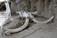 Arkeolog Temukan 14 Kerangka Mammoth di Dalam Perangkap Buatan Manusia