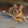 Cara Mengusir Tikus di Rumah Menggunakan Bubuk Cabai Merah