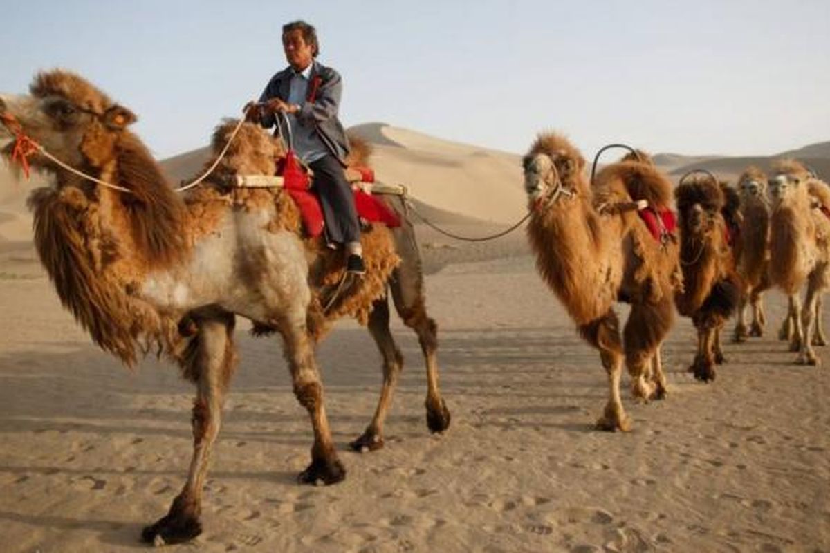 Pemandu wisata membawa unta di dekat Danau Sabit Yueyaquan di Dunhuang, barat laut Provinsi Gansu, China, 12 Mei 2013. Tempat ini sangat historis. Berada di Jalur Sutra dan menjadi titik pertemuan serta pusat perdagangan kebudayaan timur dan kebudayaan barat.