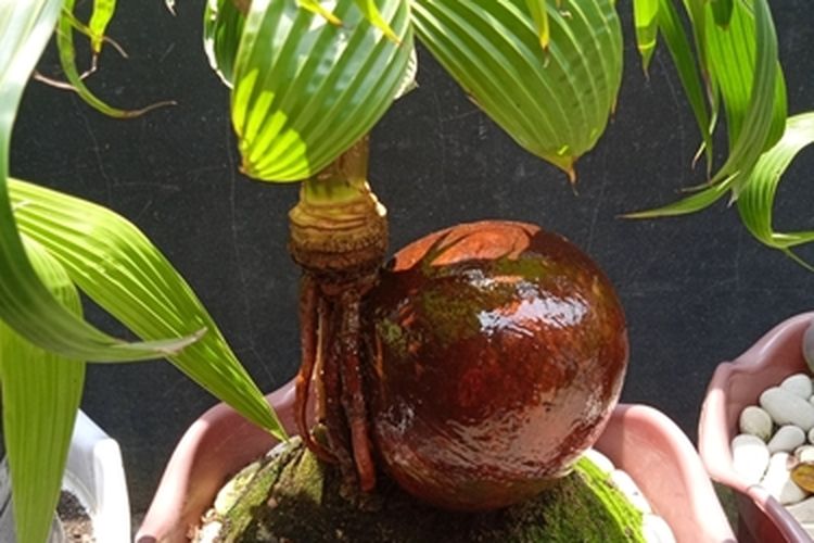 Ilustrasi tanaman bonsai kelapa