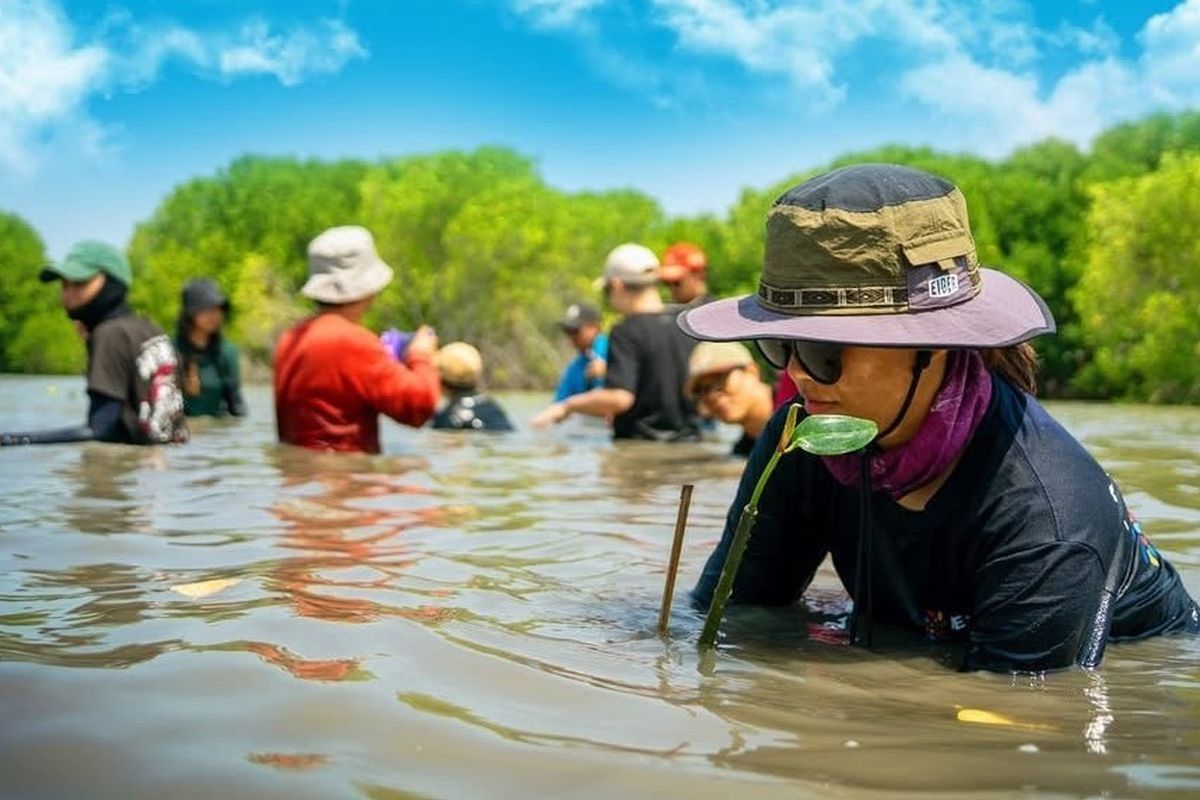 Penanaman Mangrove di Subang unt menebus jejak karbon Kompas.com dalam rangka ulang tahun ke-29 Kompas.com, 14 September 2024. Penanaman bekerja sama dengan Wanadri dan National Geographic Indonesia.