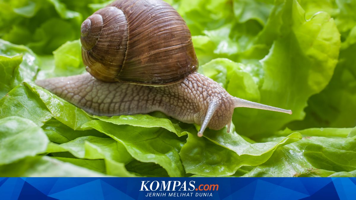Kenapa Siput dan Keong Jalannya Lambat?