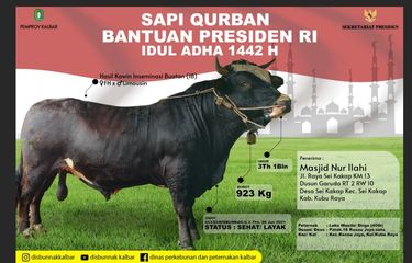 Pada Hari Raya Idul Adha 1442 Hijriah, Presiden Joko Widodo (Jokowi) turut berkurban sapi. Sapi kurban Jokowi disumbangkan ke sejumlah daerah. Di Kalimantan Barat (Kalbar), sapi kurban Jokowi diterima pengurus Masjid Nur Ilahi, Desa Sungai Kakap, Kecamatan Kakap, Kabupaten Kubu Raya.