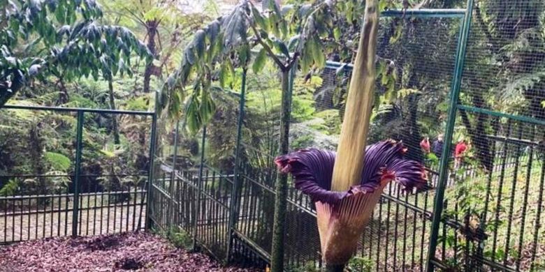 Bunga bangkai setinggi 2,89 meter mekar sempurna di Kebun Raya Cibodas, Kabupaten Cianjur, Jawa Barat, Rabu (13/10/2021).