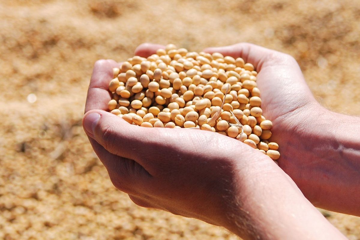 Ilustrasi Kacang Kedelai