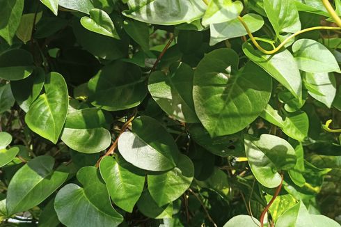 Anredera cordifolia: Medicinal Plant with Many Benefits