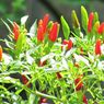 Penyebab dan Cara Mencegah Bunga Cabai Rawit Rontok