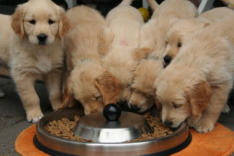 Kenapa Anjing Tidak Mau Makan? Ini 5 Penyebabnya Halaman all - Kompas.com