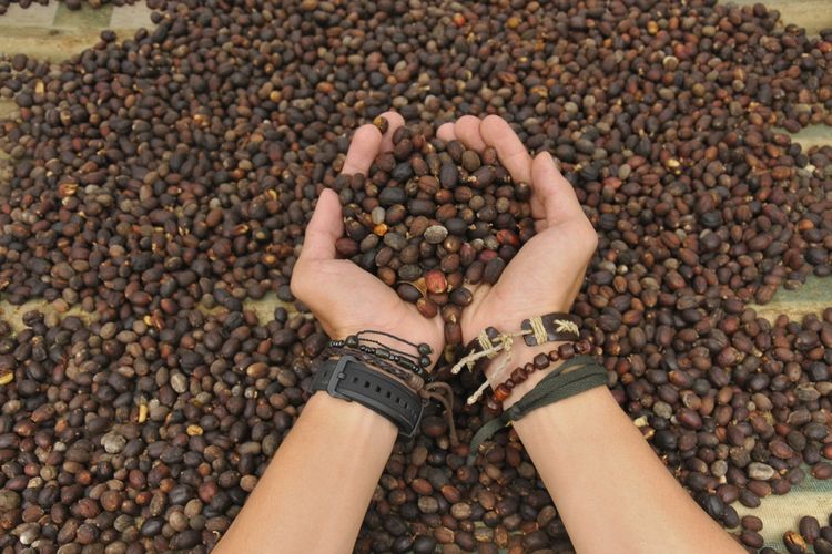 Kopi arabika khas Desa Cupunagara, Kabupaten Subang, Jawa Barat