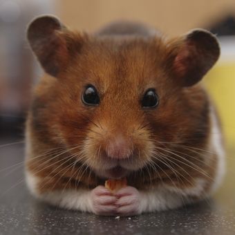 Kita juga boleh memberikan camilan sebagai makanan hamster, seperti mealworm, kacang, atau telur rebus.