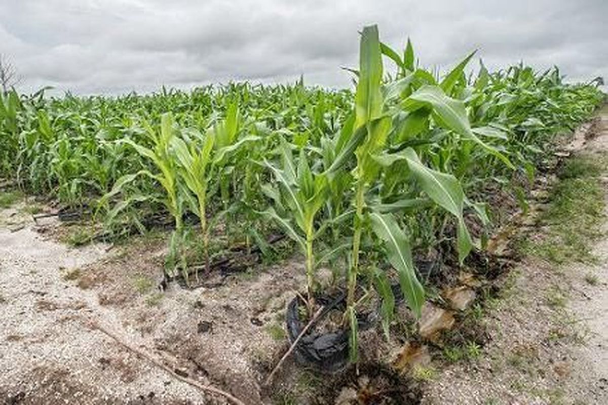 Greenpeace Indonesia dan Walhi Kalteng menemukan tanaman jagung dalam polybag di lahan food estate di Kabupaten Gunung Mas.