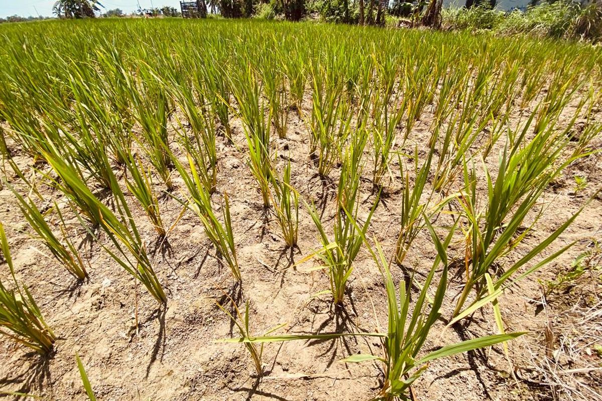 Kelangkaan pupuk dan mahalnya harga pupuk subsidi jenis Urea di Pamekasan, Jawa Timur menyebabkan tanaman padi petani di Pamekasan menguning. Pupuk Urea subsidi dijual Rp 200.000 per sak ukuran 50 kg