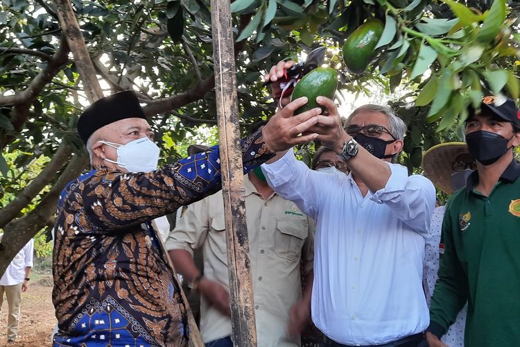 Bupati Malang, Sanusi (kiri) bersama Ketua Dewan Komisioner Otoritas Jasa Keuangan (OJK), Wimboh Santoso saat memetik buah alpukat pameling di Kebun Alpukat Pameling Raja Nusantara di Kecamatan Lawang, Kabupaten Malang, Sabtu (4/9/2021).