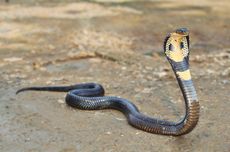 Ini 10 Jenis Ular Cobra Terbesar di Dunia